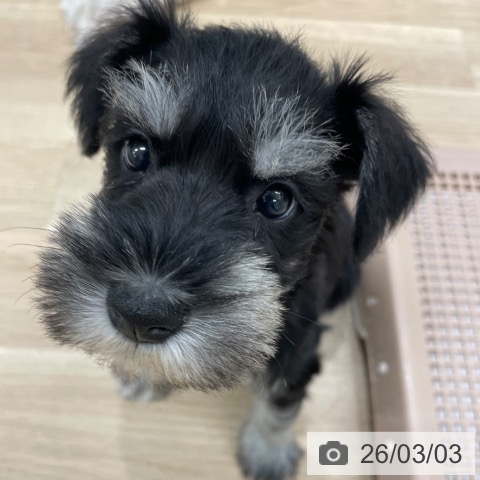 福岡県のミニチュアシュナウザー (ペットプラス 八幡東店/2025年12月31日生まれ/女の子/ブラックシルバー)の子犬の3枚目の画像