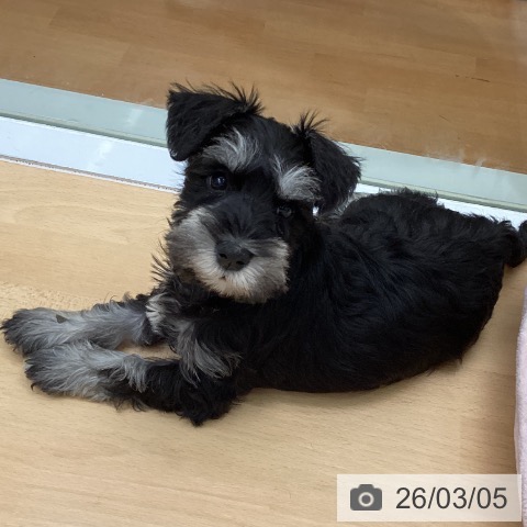 ミニチュア・シュナウザーの写真