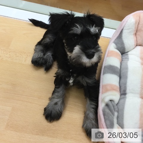 ミニチュア・シュナウザーの写真