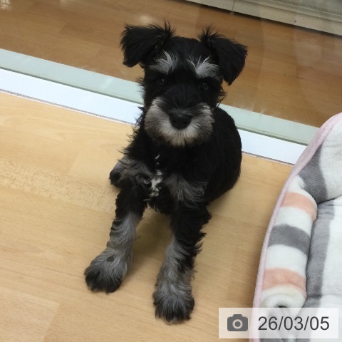 ミニチュア・シュナウザーの写真