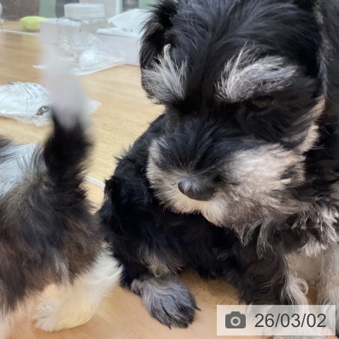 ミニチュア・シュナウザーの写真