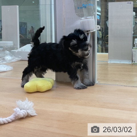 ミニチュア・シュナウザーの写真