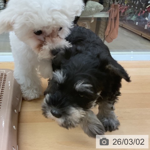 ミニチュア・シュナウザーの写真