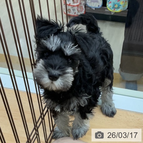 福岡県のミニチュアシュナウザー (ペットプラス 福岡店/2025年12月31日生まれ/女の子/ブラックシルバー)の子犬の3枚目の画像