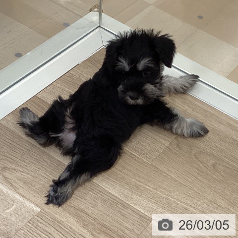 鹿児島県のミニチュアシュナウザー (ペットプラス 姶良店/2025年12月31日生まれ/女の子/ブラックシルバー)の子犬の4枚目の画像