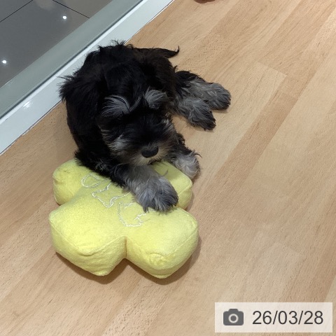 鹿児島県のミニチュアシュナウザー (ペットプラス 姶良店/2025年12月31日生まれ/女の子/ブラックシルバー)の子犬の4枚目の画像