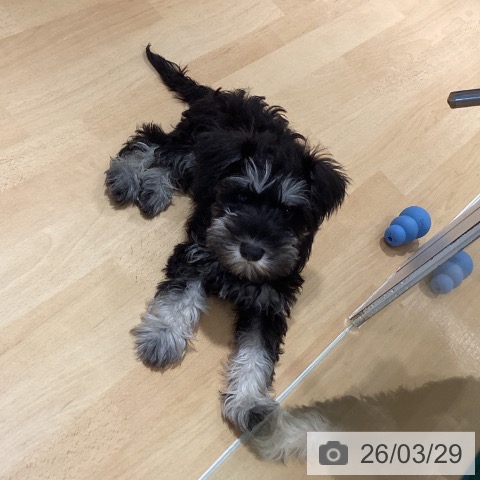 鹿児島県のミニチュアシュナウザー (ペットプラス 姶良店/2025年12月31日生まれ/女の子/ブラックシルバー)の子犬の3枚目の画像