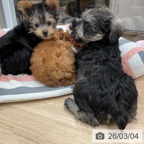 福岡県のミニチュアシュナウザー (ペットプラス 八幡東店/2025年12月31日生まれ/男の子/ソルトペッパー)の子犬の4枚目の画像