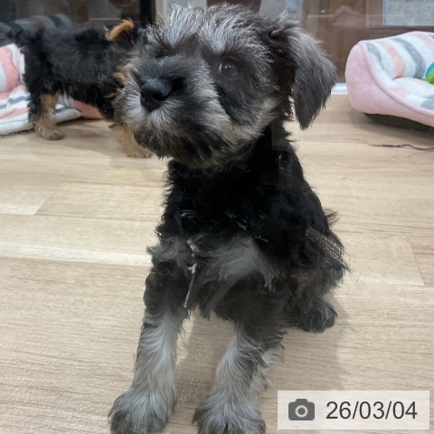 福岡県のミニチュアシュナウザー (ペットプラス 八幡東店/2025年12月31日生まれ/男の子/ソルトペッパー)の子犬の3枚目の画像