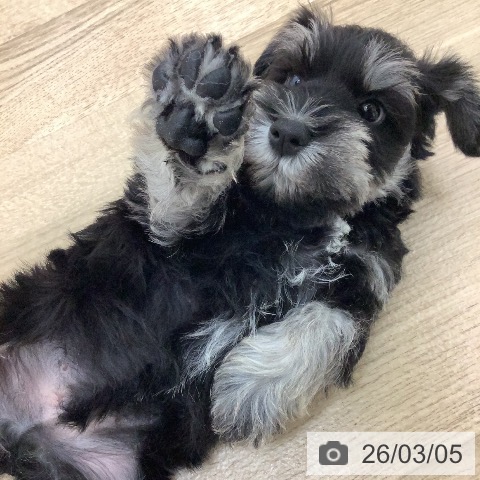 宮崎県のミニチュアシュナウザー (ペットプラス 宮崎店/2025年12月31日生まれ/男の子/ブラックシルバー)の子犬の4枚目の画像