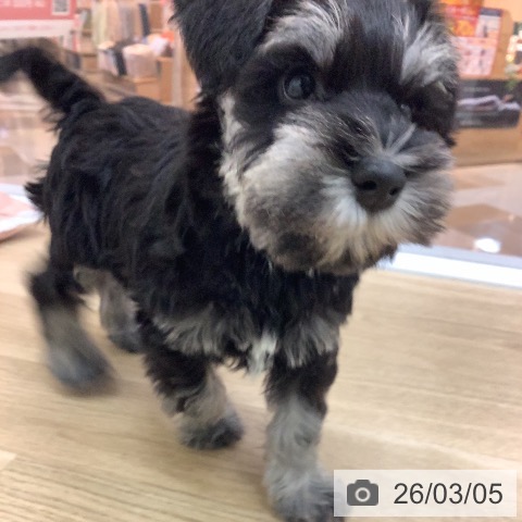 宮崎県のミニチュアシュナウザー (ペットプラス 宮崎店/2025年12月31日生まれ/男の子/ブラックシルバー)の子犬の3枚目の画像