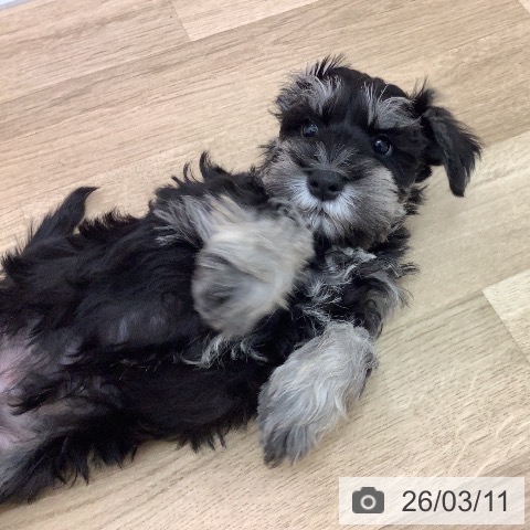 宮崎県のミニチュアシュナウザー (ペットプラス 宮崎店/2025年12月31日生まれ/男の子/ブラックシルバー)の子犬の4枚目の画像