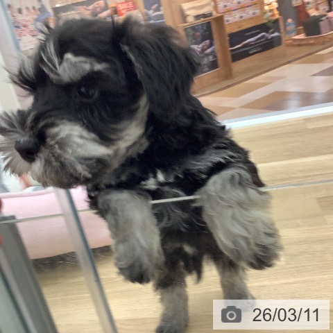 宮崎県のミニチュアシュナウザー (ペットプラス 宮崎店/2025年12月31日生まれ/男の子/ブラックシルバー)の子犬の3枚目の画像