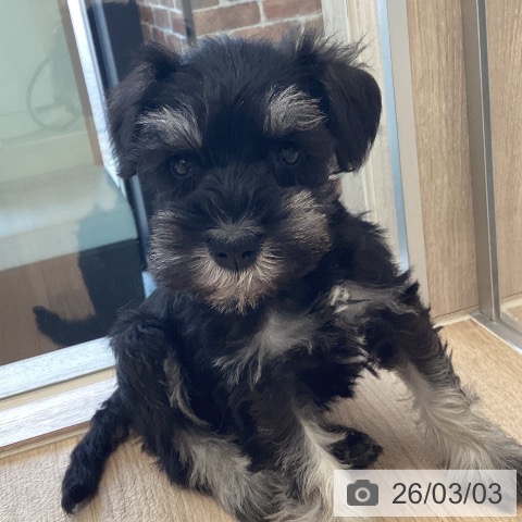 ミニチュア・シュナウザーの写真