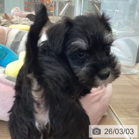 ミニチュア・シュナウザーの写真