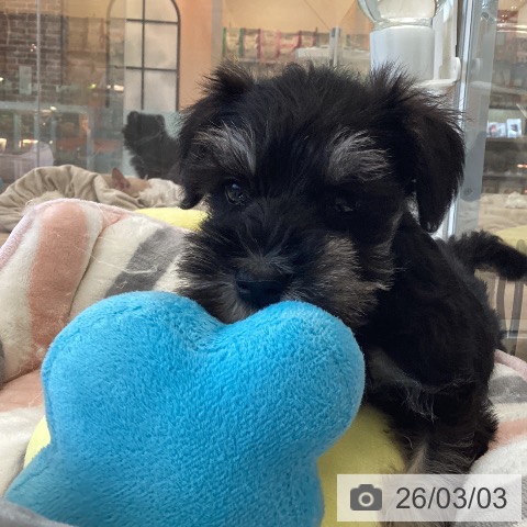 ミニチュア・シュナウザーの写真