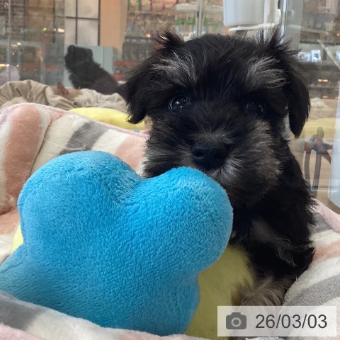 ミニチュア・シュナウザーの写真