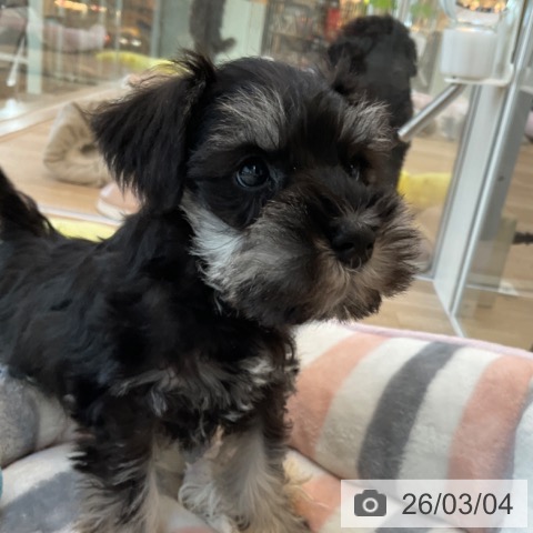 ミニチュア・シュナウザーの写真