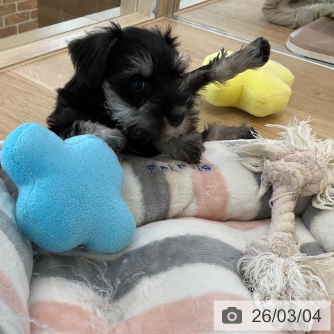 ミニチュア・シュナウザーの写真