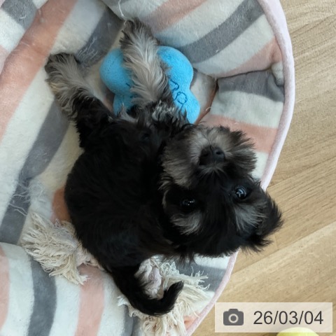 ミニチュア・シュナウザーの写真