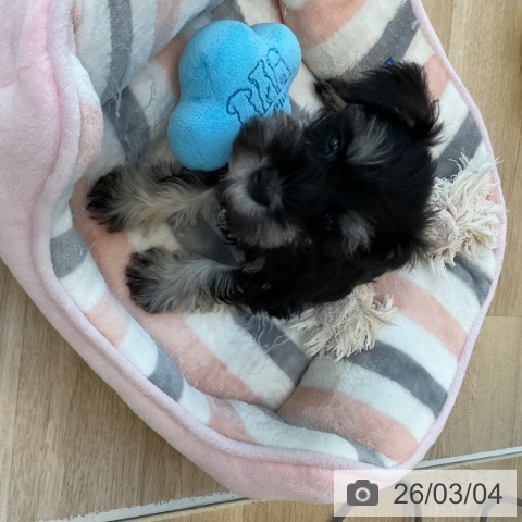 ミニチュア・シュナウザーの写真