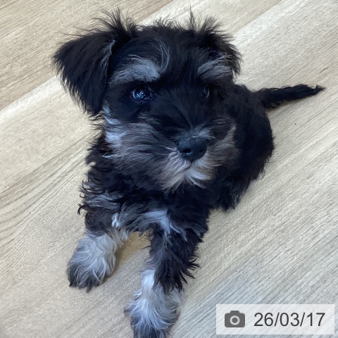 福岡県のミニチュアシュナウザー (ペットプラス ららぽーと福岡店/2025年12月31日生まれ/男の子/ブラックシルバー)の子犬の3枚目の画像