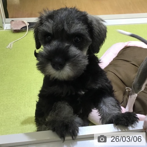 沖縄県のミニチュアシュナウザー (ペットプラス 沖縄ライカム店/2025年12月30日生まれ/女の子/ソルトペッパー)の子犬の4枚目の画像