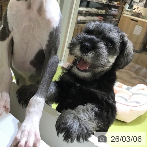 沖縄県のミニチュアシュナウザー (ペットプラス 沖縄ライカム店/2025年12月30日生まれ/女の子/ソルトペッパー)の子犬の3枚目の画像