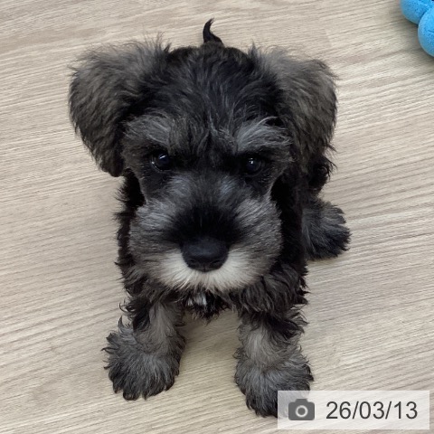 沖縄県のミニチュアシュナウザー (ペットプラス 沖縄ライカム店/2025年12月30日生まれ/女の子/ソルトペッパー)の子犬の3枚目の画像