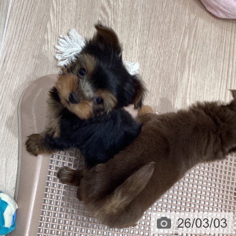 ヨークシャー・テリアの写真