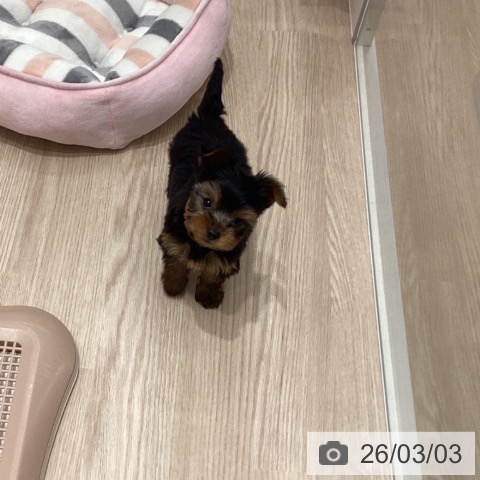 ヨークシャー・テリアの写真