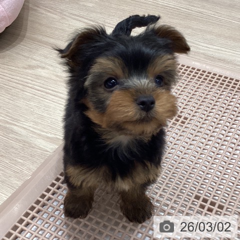 ヨークシャー・テリアの写真