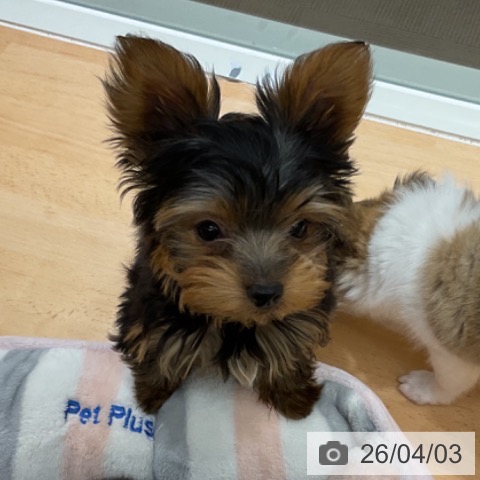 石川県のヨークシャーテリア (ペットプラス 新小松店/2025年12月30日生まれ/男の子/スチールブルータン)の子犬の4枚目の画像