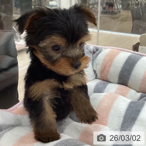 ヨークシャー・テリアの写真