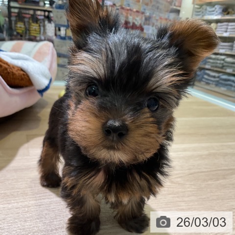 ヨークシャー・テリアの写真