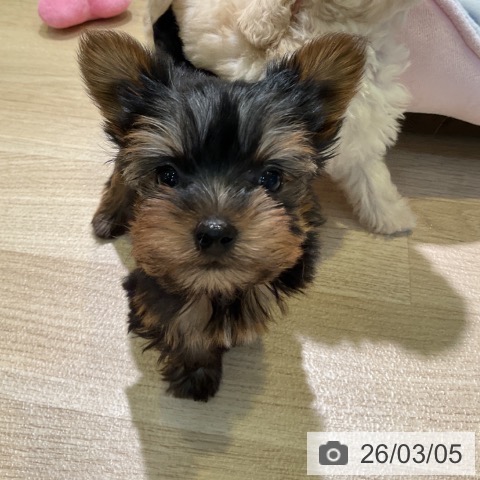愛知県のヨークシャーテリア (ペットプラス 岡崎店/2025年12月30日生まれ/女の子/スチールブルータン)の子犬の3枚目の画像