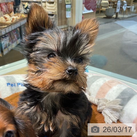 愛知県のヨークシャーテリア (ペットプラス イオンモール豊川店/2025年12月30日生まれ/女の子/スチールブルータン)の子犬の3枚目の画像