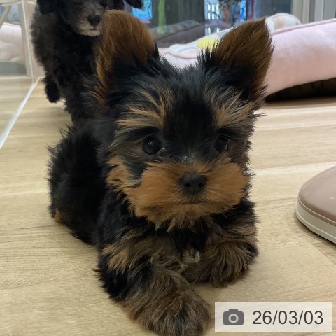 ヨークシャー・テリアの写真