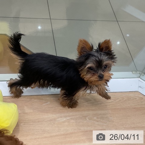 ヨークシャー・テリアの写真