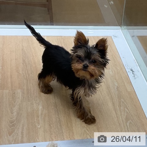 ヨークシャー・テリアの写真