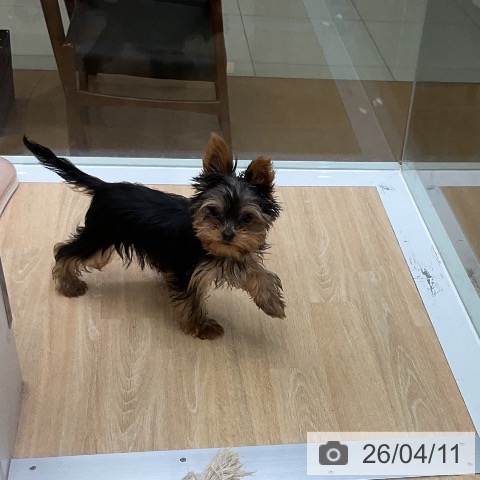 ヨークシャー・テリアの写真