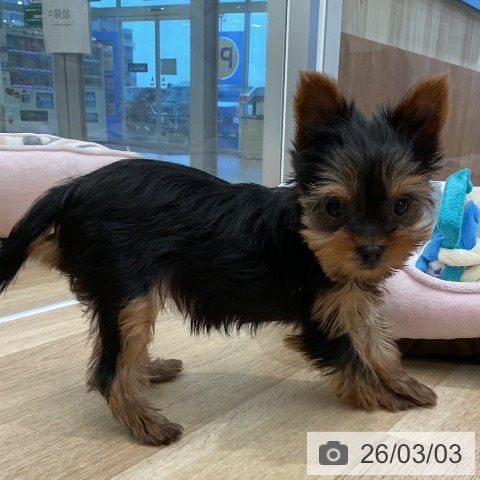 三重県のヨークシャーテリア (ペットプラス 四日市泊店/2025年12月30日生まれ/女の子/スチールブルータン)の子犬の4枚目の画像