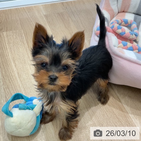 三重県のヨークシャーテリア (ペットプラス 四日市泊店/2025年12月30日生まれ/女の子/スチールブルータン)の子犬の3枚目の画像