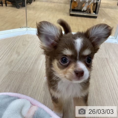 チワワの写真