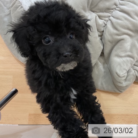 トイ・プードルの写真