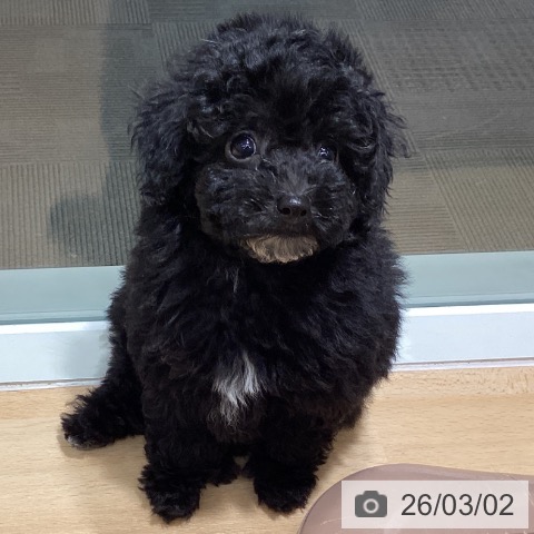 トイ・プードルの写真