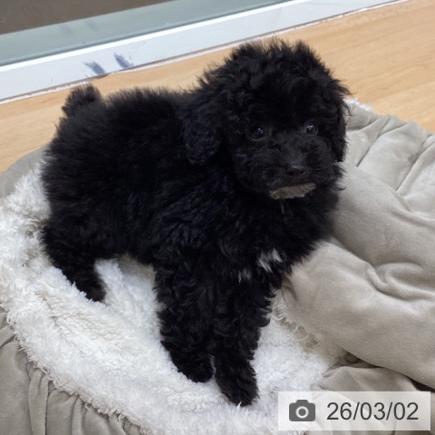 トイ・プードルの写真