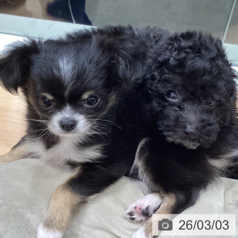 トイ・プードルの写真