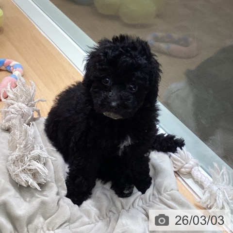 トイ・プードルの写真