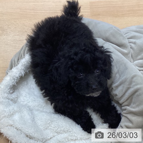 トイ・プードルの写真